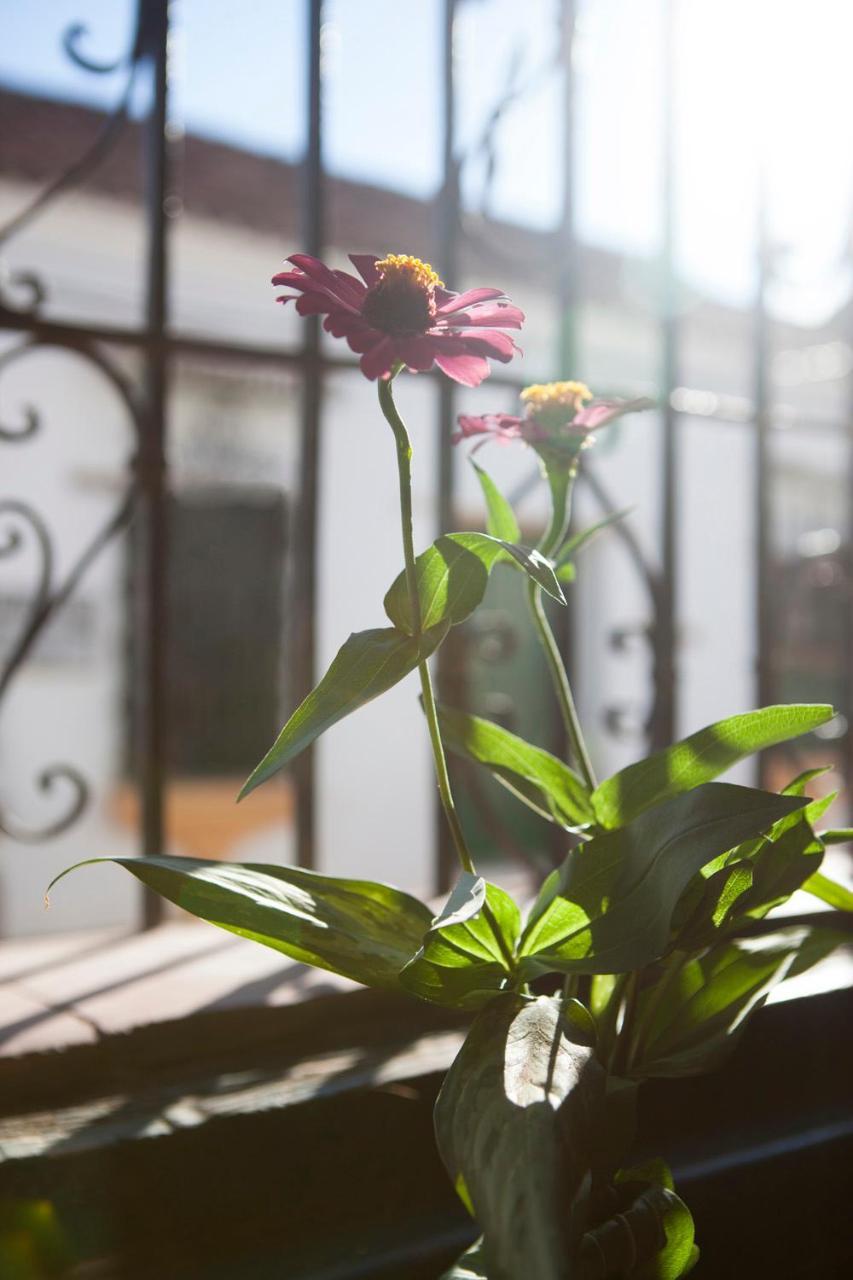 Cafe Mompox - Colonial Houseアパートメント エクステリア 写真
